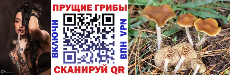 купить  сайты  Железноводск  Псилоцибиновые грибы Psilocybine cubensis 